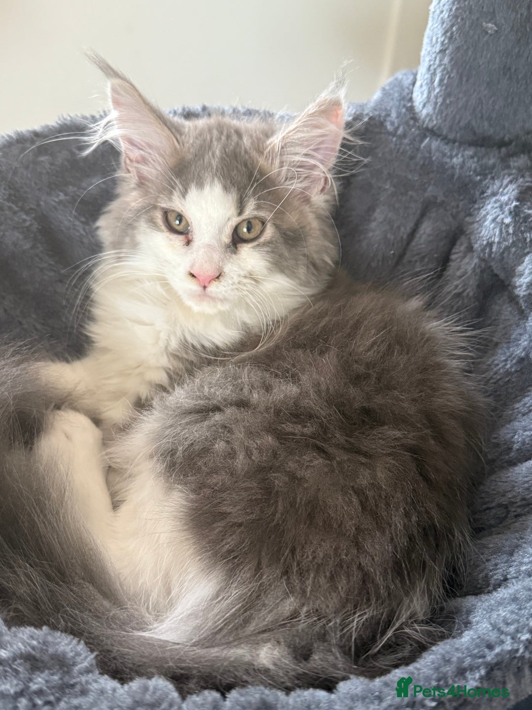 Maine Coon cats for sale: GCCF pedigree Maine Coons  - Image 4