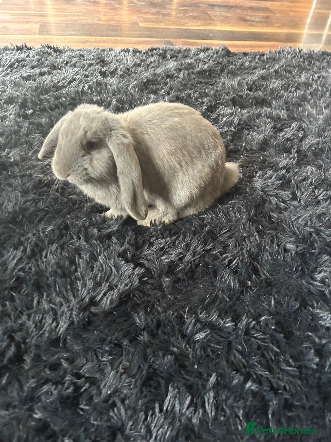 English Lop rabbits for sale: English lop - Image 2