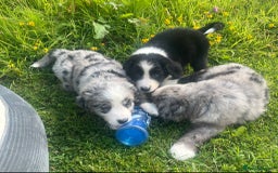 Bernese Mountain Dog dogs for sale: Stunning Chunky Bordernese Puppies - Image 23