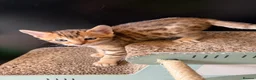 Bengal cats for sale: 🐾 Purebred Bengal Kittens for Sale 🐾 - Advert 7
