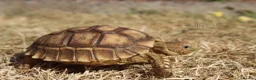 Tortoise reptiles for sale: Baby Sulcata Hatchlings & Set Ups!! - Advert 4