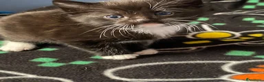Mixed Breed Kitten 3