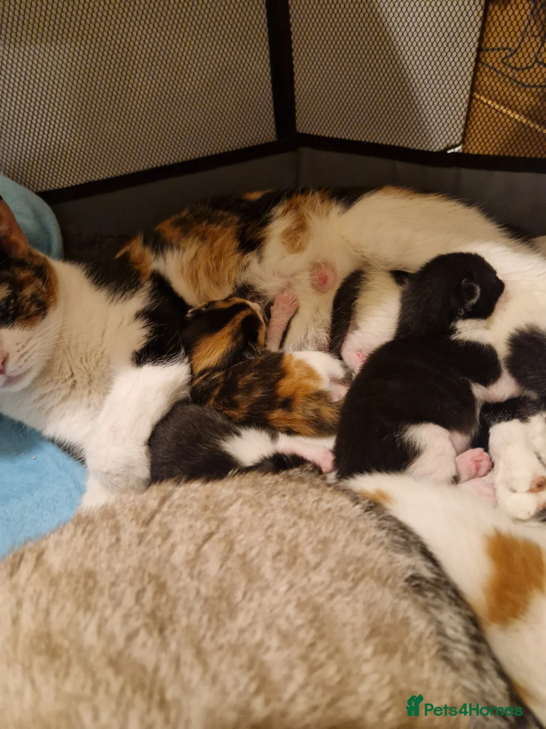 Mixed Breed cats for sale: 5 adorable chunky kittens. - Advert 2