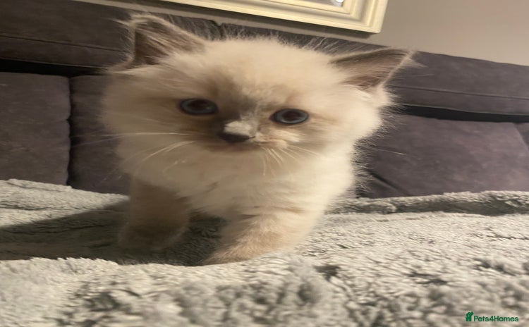 Ragdoll cats - Advert 13