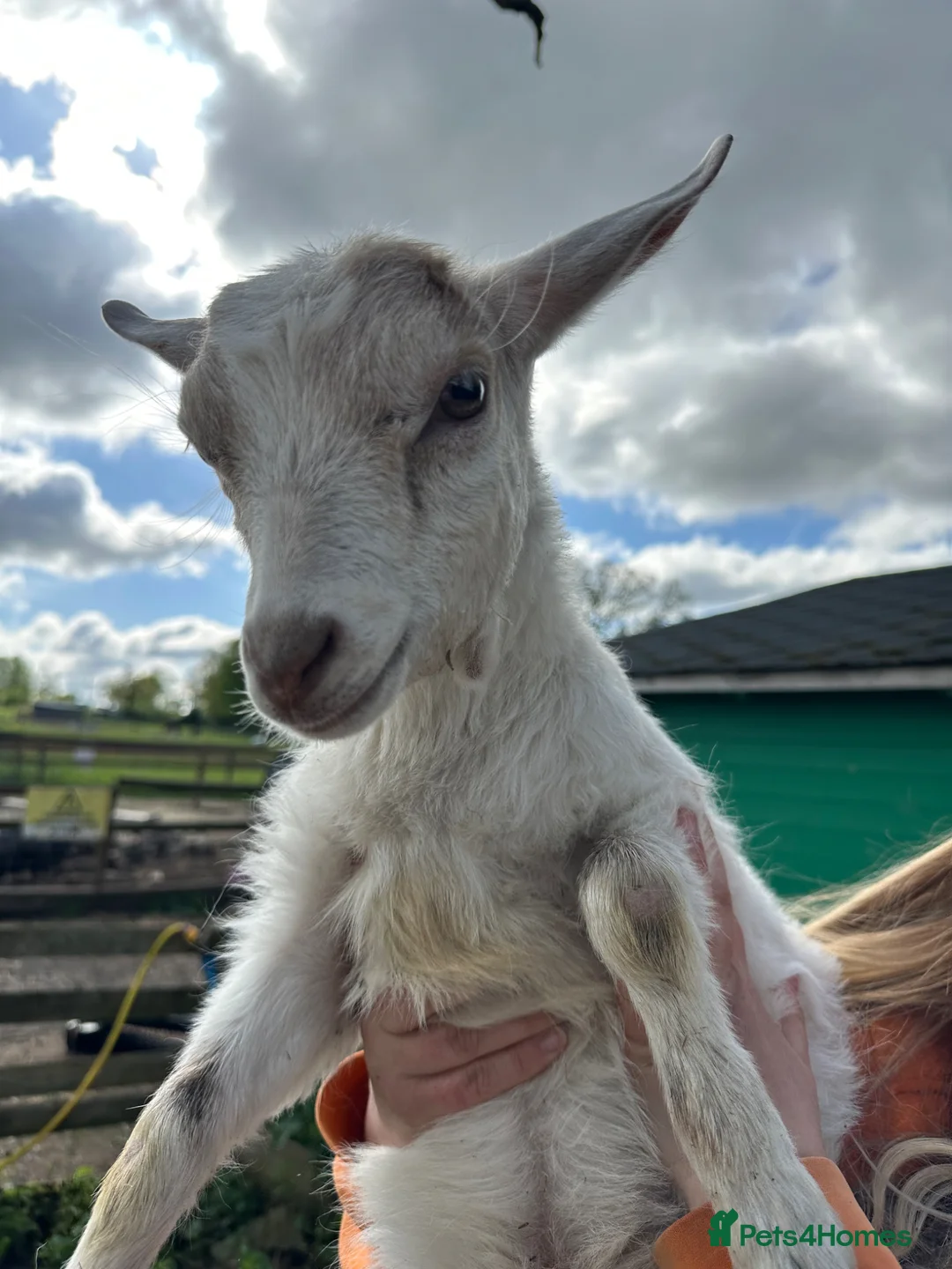 Goats livestock for sale: Baby goats  - Advert 4