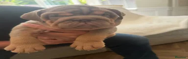 English Bulldog 6