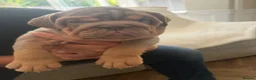 English Bulldog dogs for sale: !! Ready to leave Friday English Bulldog puppy’s ! - Advert 29