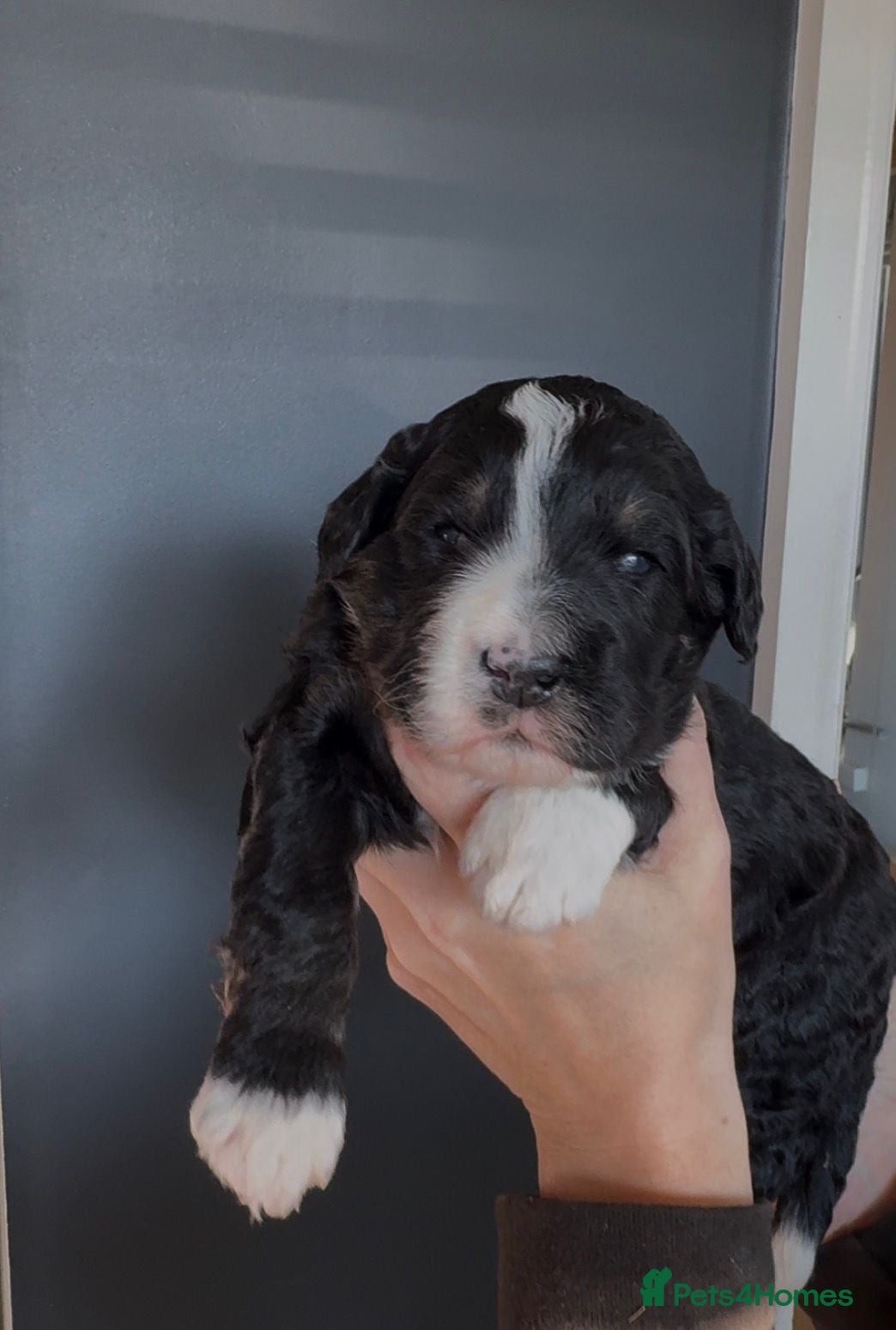 Bernedoodle dogs Xl health tested f1 Bernedoodle puppy’s   - Advert 3