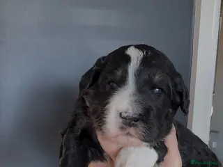 Bernedoodle dogs Xl health tested f1 Bernedoodle puppy’s - Advert 3