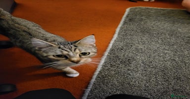 Mixed Breed cats Beautiful tabby kittens - Advert 4