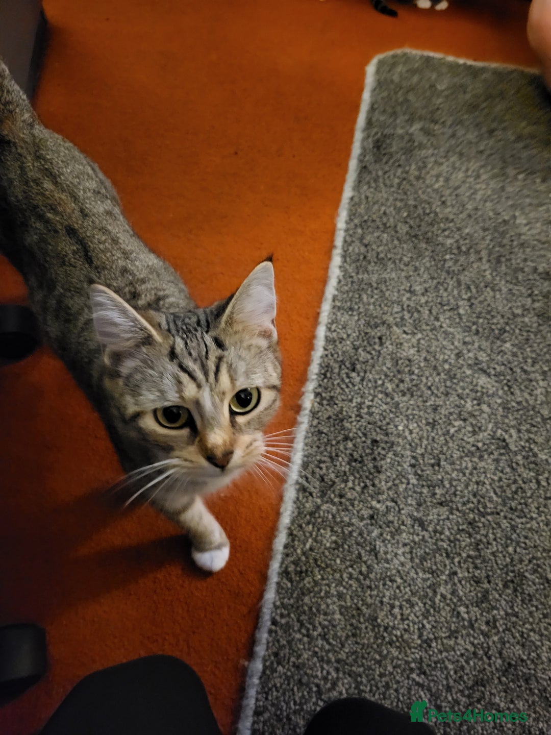 Mixed Breed cats for sale: Beautiful tabby kittens - Image 3