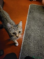 Mixed Breed cats Beautiful tabby kittens - Advert 4