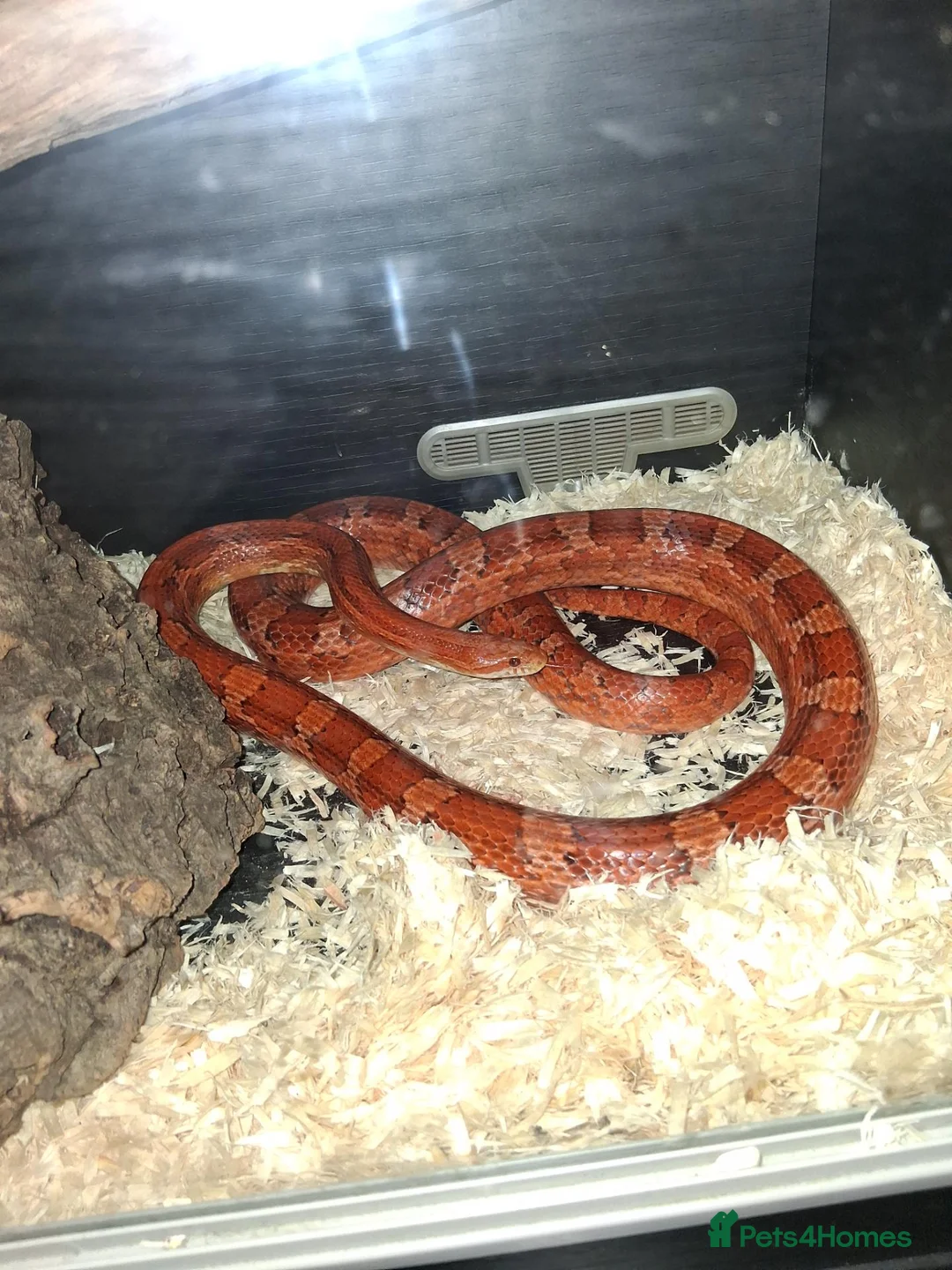 Corn Snake reptiles for sale: Corn snake and set up in Bristol - Advert 1