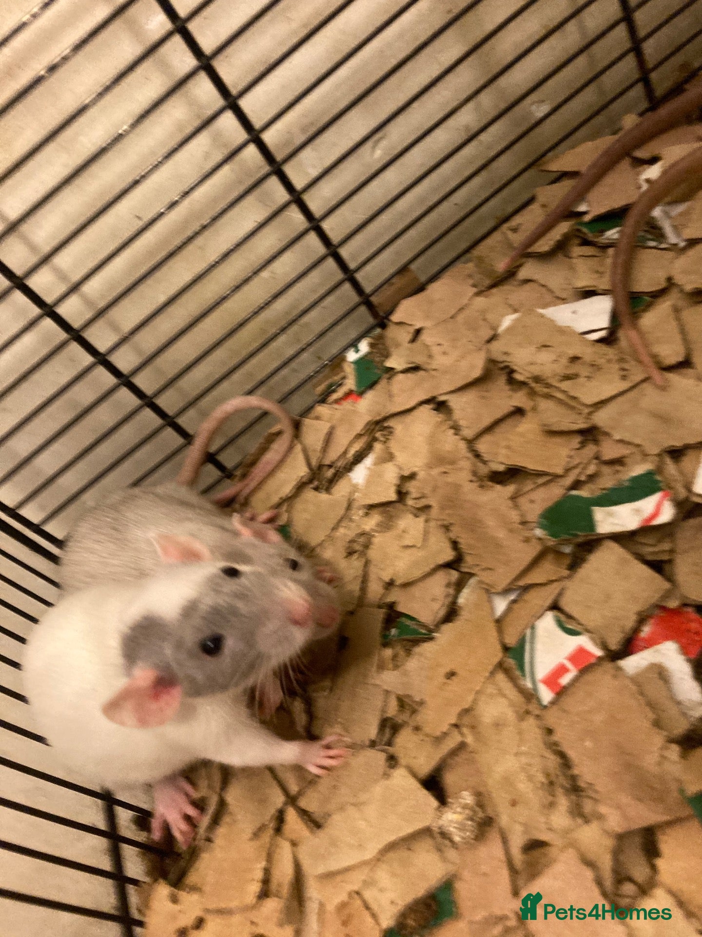 Rat rodents Rats for sale hull  - Advert 2