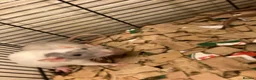 Rat rodents for sale: Rats for sale hull  - Advert 2