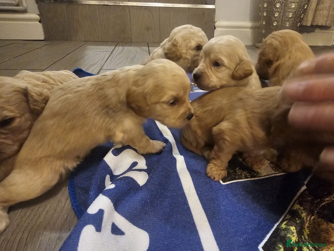 Mixed Breed dogs for sale: Cavachon Puppies for Sale  - Image 7