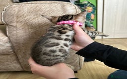 Bengal cats for sale: ❤️ Gorgeous Pure Bengal Kittens Available ❤️ - Image 7