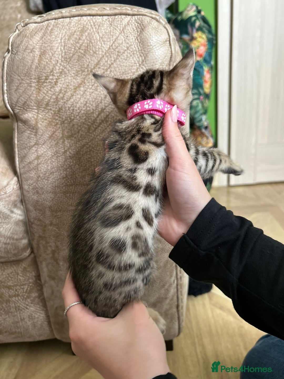 Bengal cats for sale: ❤️ Gorgeous Pure Bengal Kittens Available ❤️ - Image 7