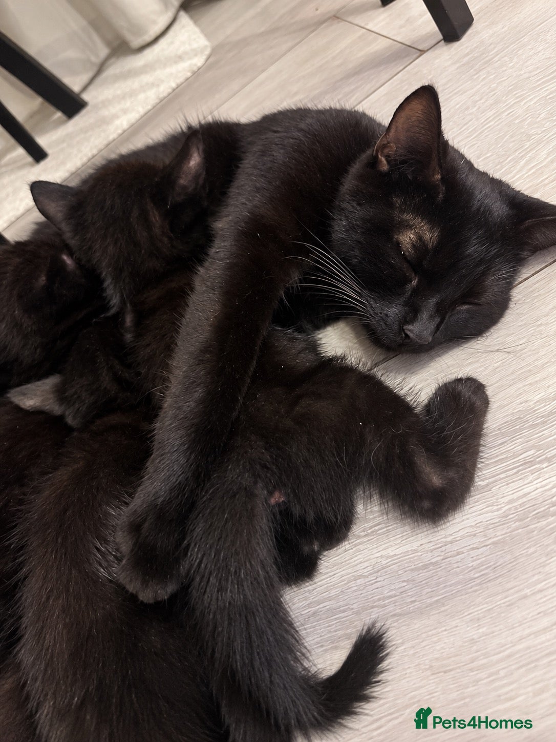 Domestic Shorthair cats Beautiful Black Kittens – Loving Homes Wanted 🐾 - Advert 14