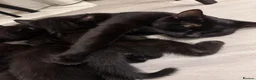 Domestic Shorthair cats for sale: Beautiful Black Kittens – Loving Homes Wanted 🐾 - Advert 1