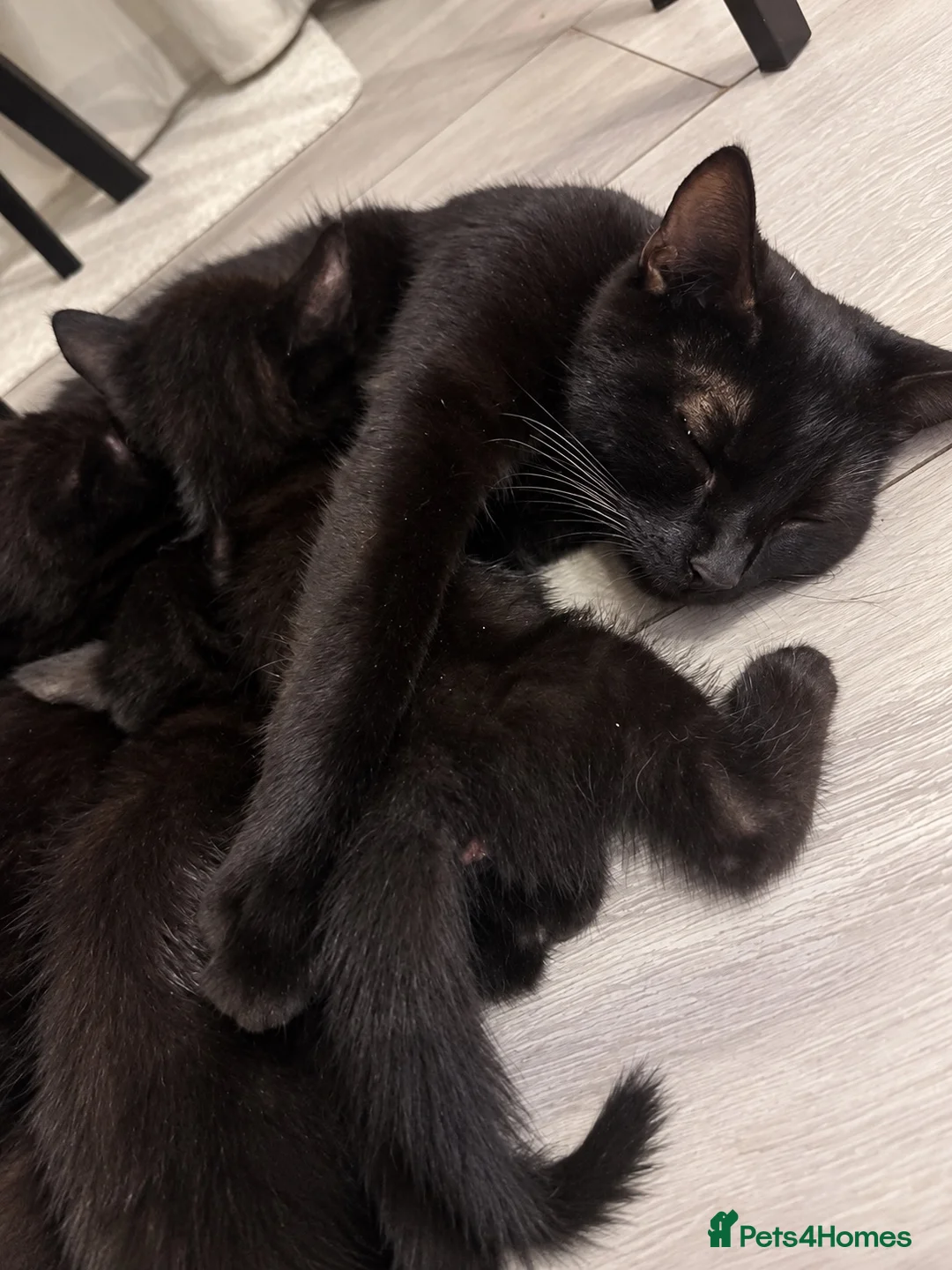 Domestic Shorthair cats for sale: Beautiful Black Kittens – Loving Homes Wanted 🐾 - Advert 1