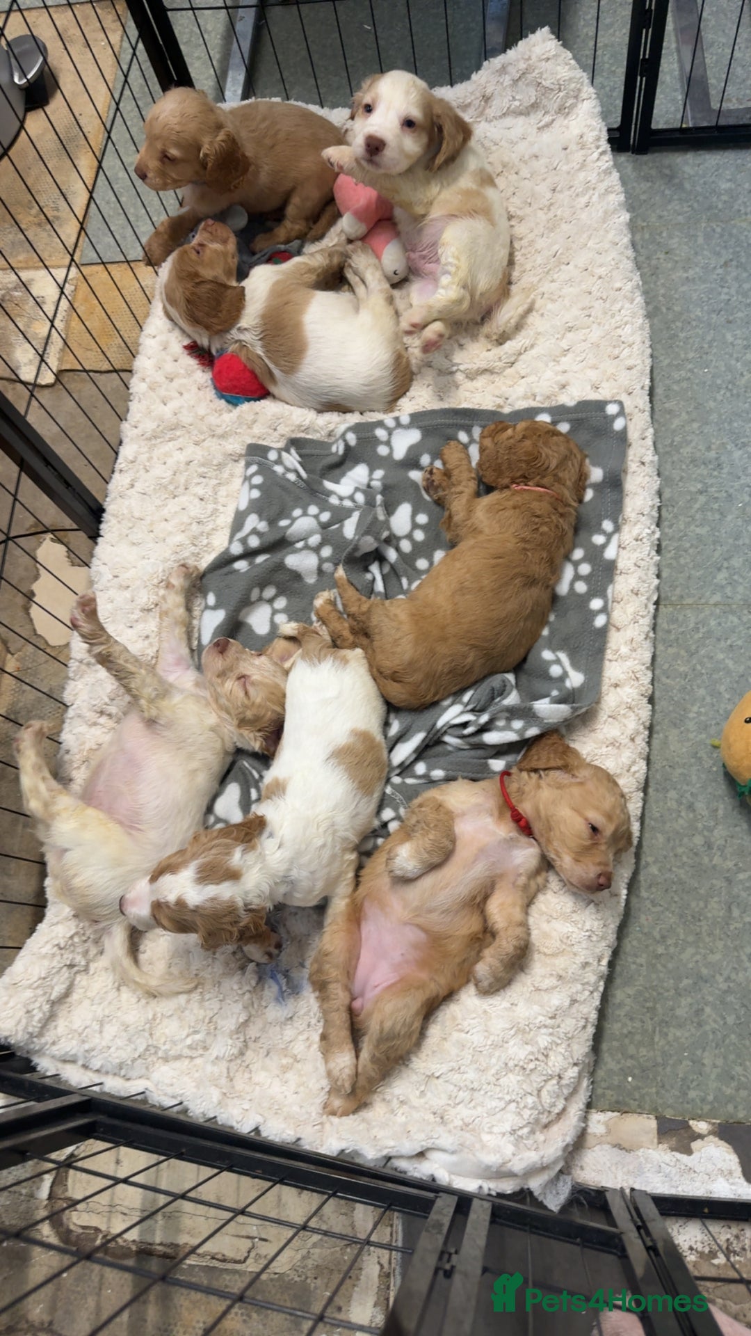 Cocker Spaniel dogs for sale: REDUCED💵cocker spaniel puppies 🩷💙 - Advert 9