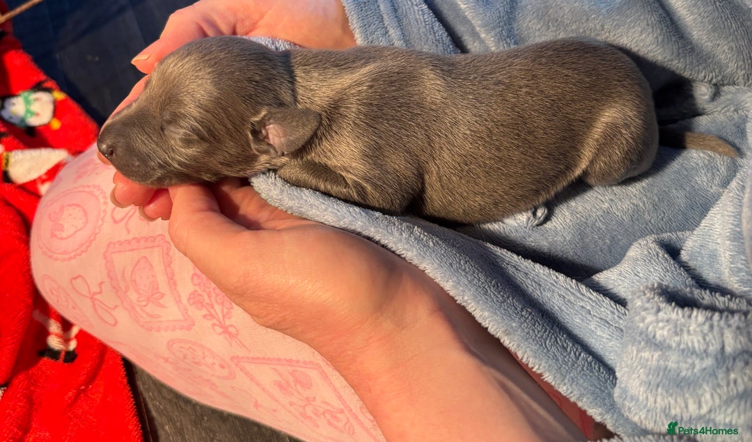 Whippet dogs for sale: Beautiful KC registered Whippet puppies - Advert 7