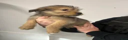 Soft Coated Wheaten Terrier dogs for sale: Traditional Irish Wheaten Terriers  - Advert 12