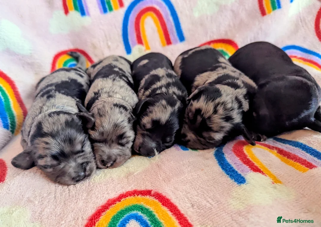 Cavapoo dogs for sale: DNA health tested Merle Cavapoos - Advert 12