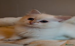 Siberian cats for sale: Hypoallergenic Siberian Neva Kittens Blue eyes - Image 5