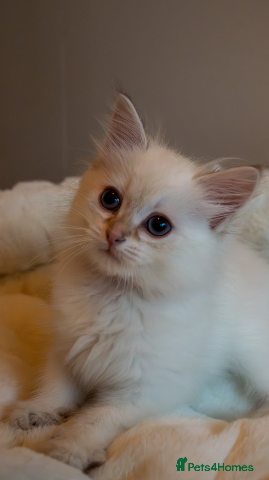 Siberian cats for sale: Hypoallergenic Siberian Neva Kittens Blue eyes - Image 5