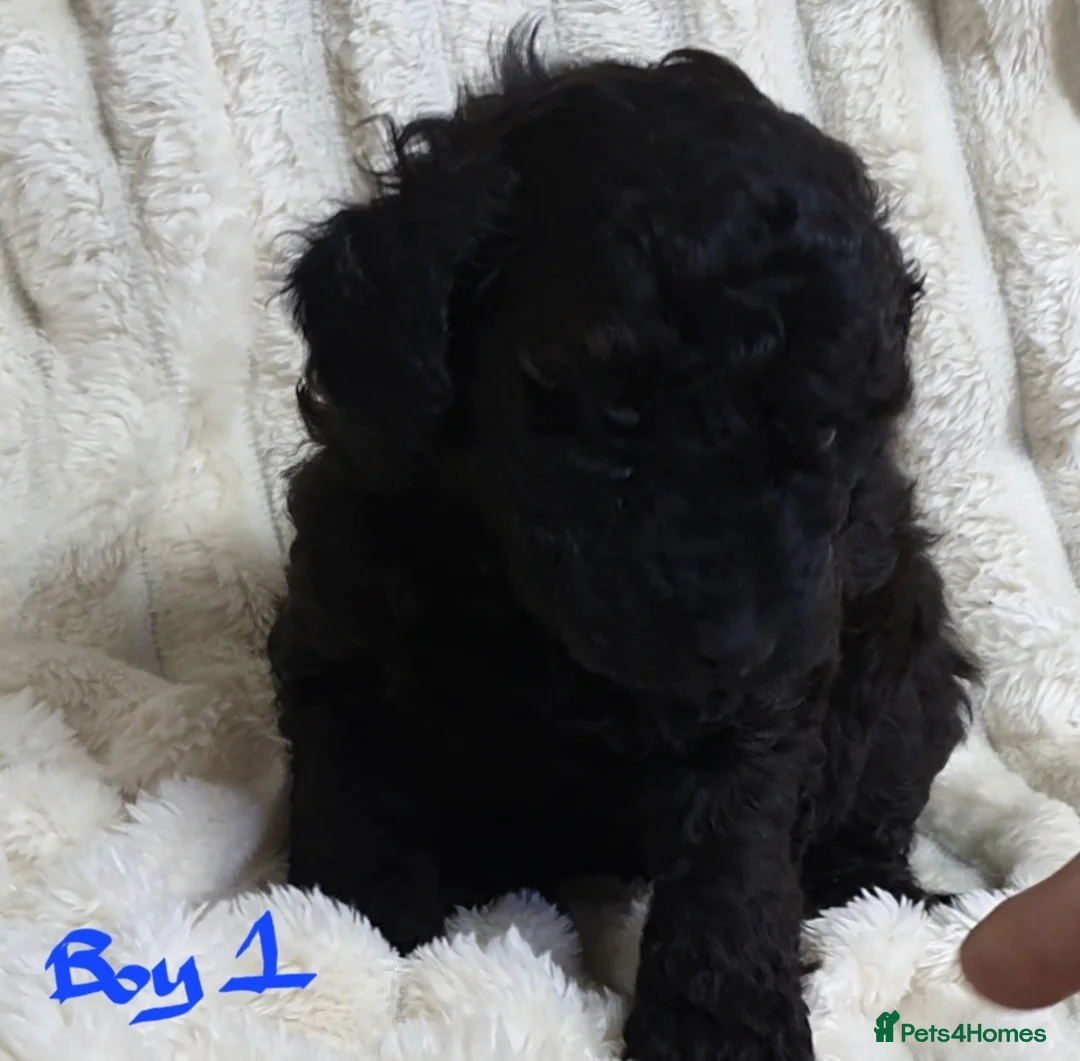 Toy Poodle dogs for sale: Tiny Toy Poodle puppies ready to leave 1st March - Advert 28