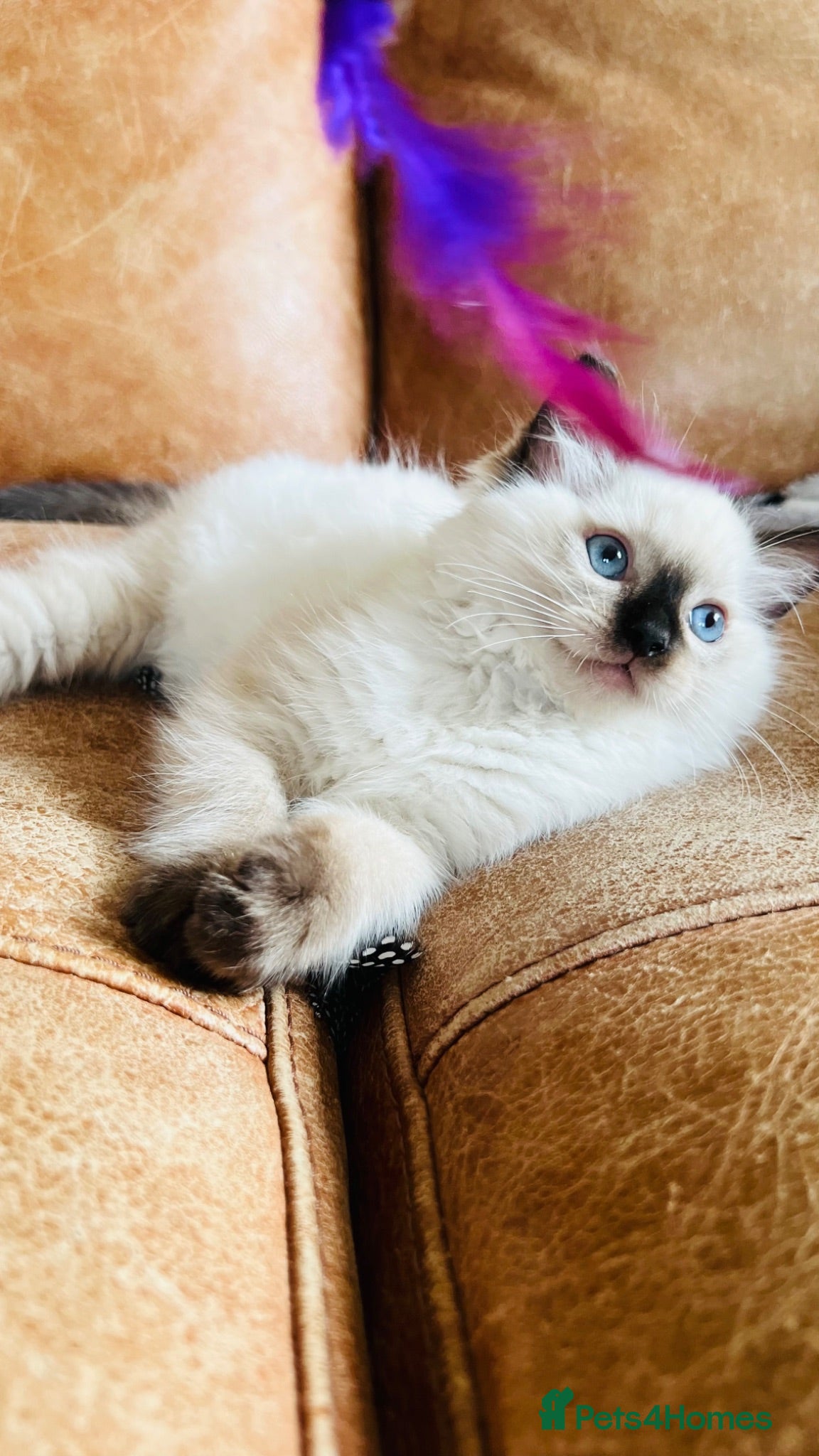 Ragdoll cats 🏆 champion bloodline pedigree pure ragdoll kitten - Advert 1