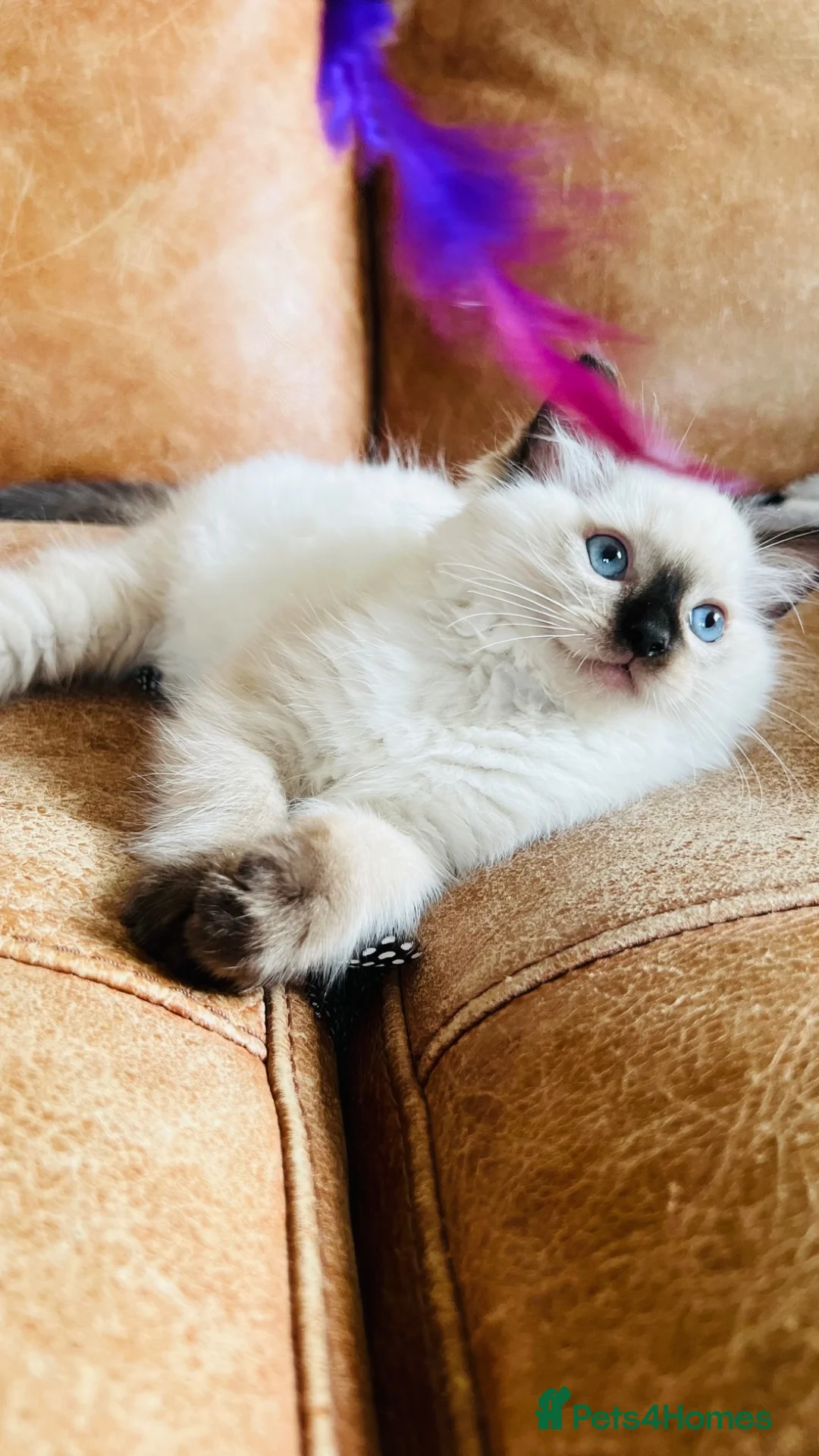 Ragdoll cats for sale: 🏆 champion bloodline pedigree pure ragdoll kitten - Advert 1