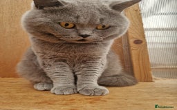 British Shorthair cats for sale: Tica British Shorthair Male - Image 2