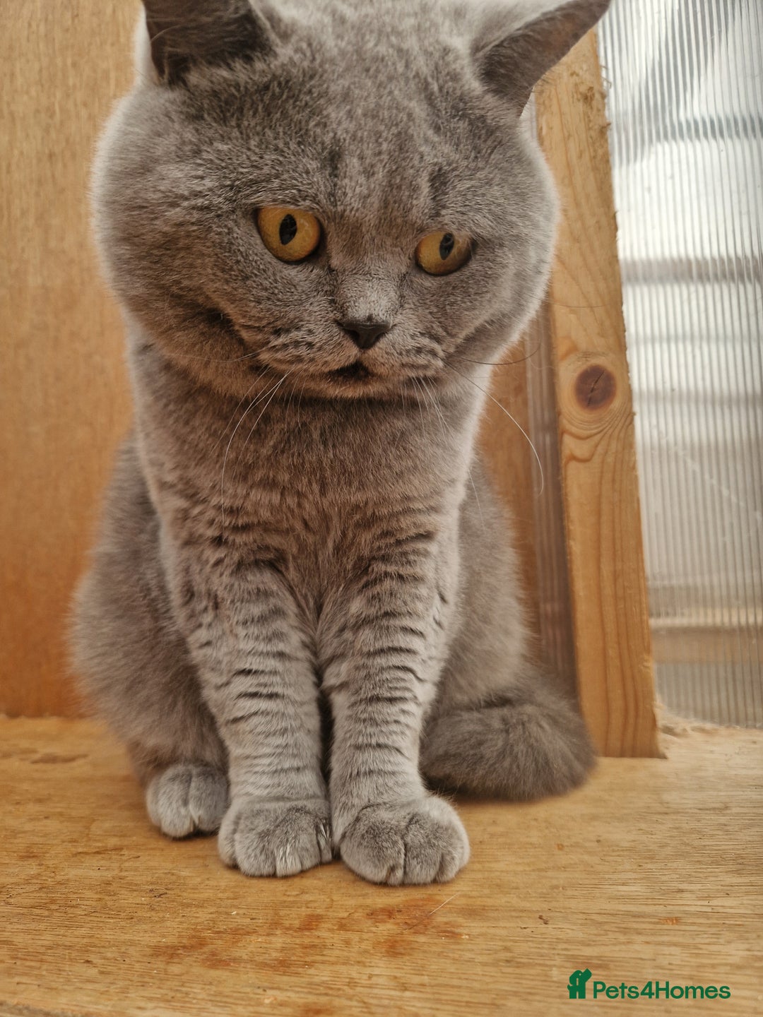 British Shorthair cats for sale: Tica British Shorthair Male - Image 2