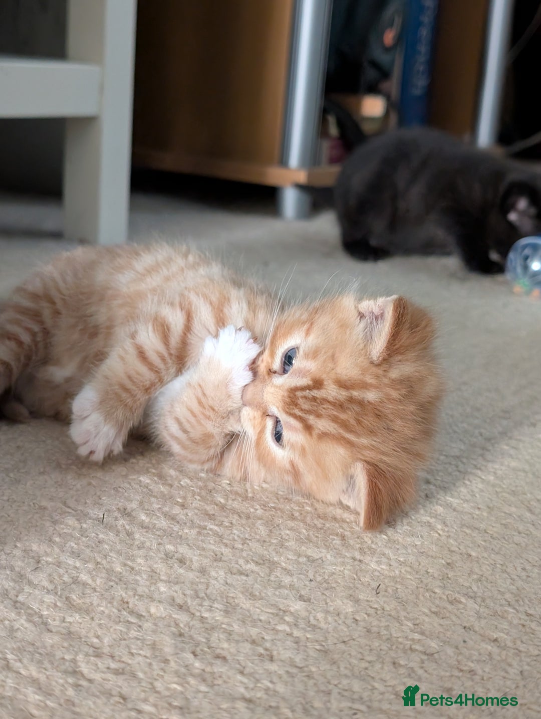 British Shorthair cats for sale: Kittens from loving country cottage home - Image 12