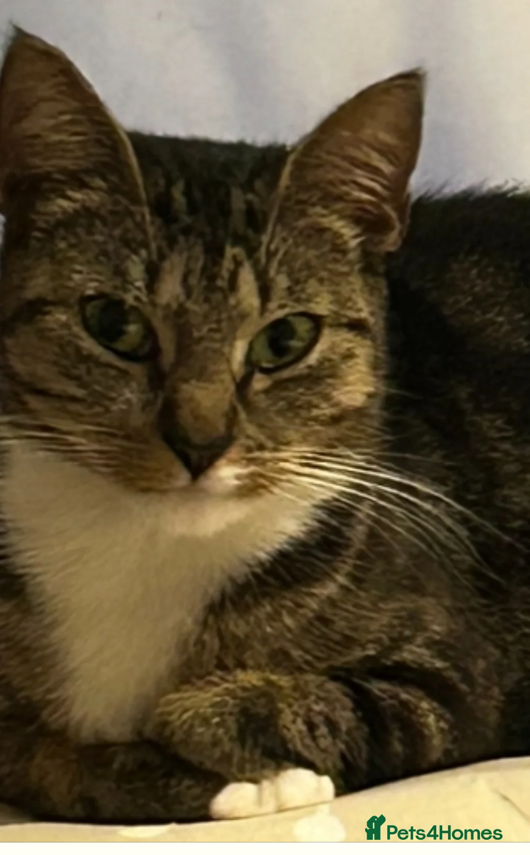 Mixed Breed cats for sale: Kitten  - Advert 2