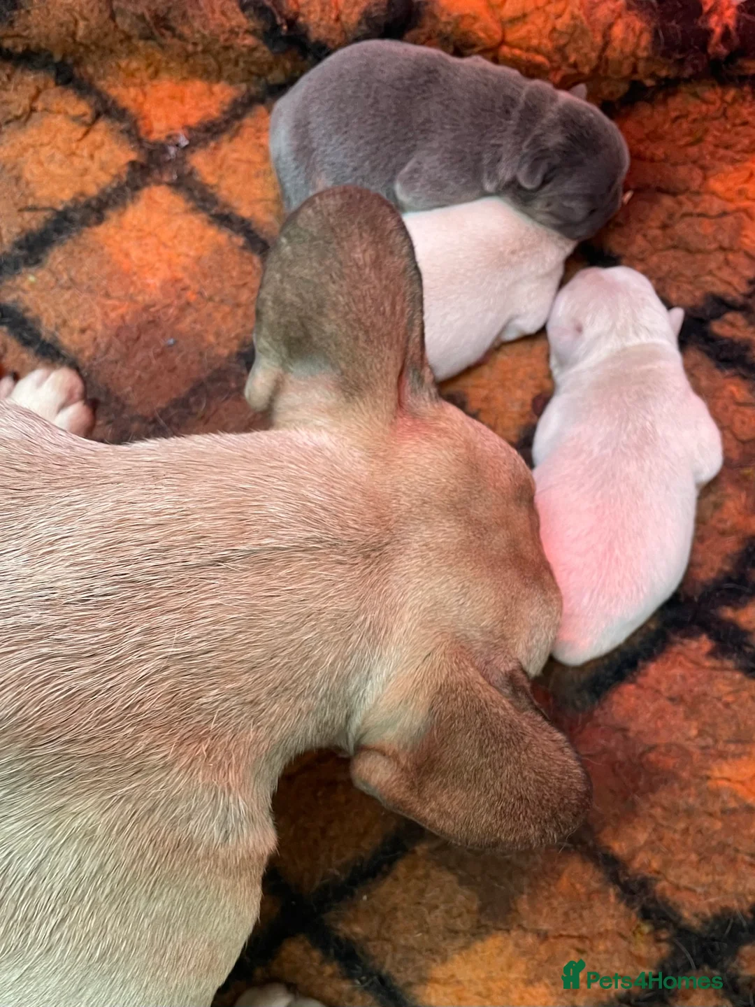 French Bulldog dogs for sale: KC REGISTERED QUALITY FRENCH BULLDOG PUPPIES  - Advert 17