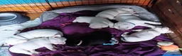 French Bulldog dogs for sale: Stunning French Bulldog puppies full pink husky in Spalding - Advert 7