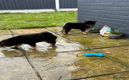 Japanese Shiba Inu dogs for sale: Multi champion Japanese Shiba Inu’s - Image 8