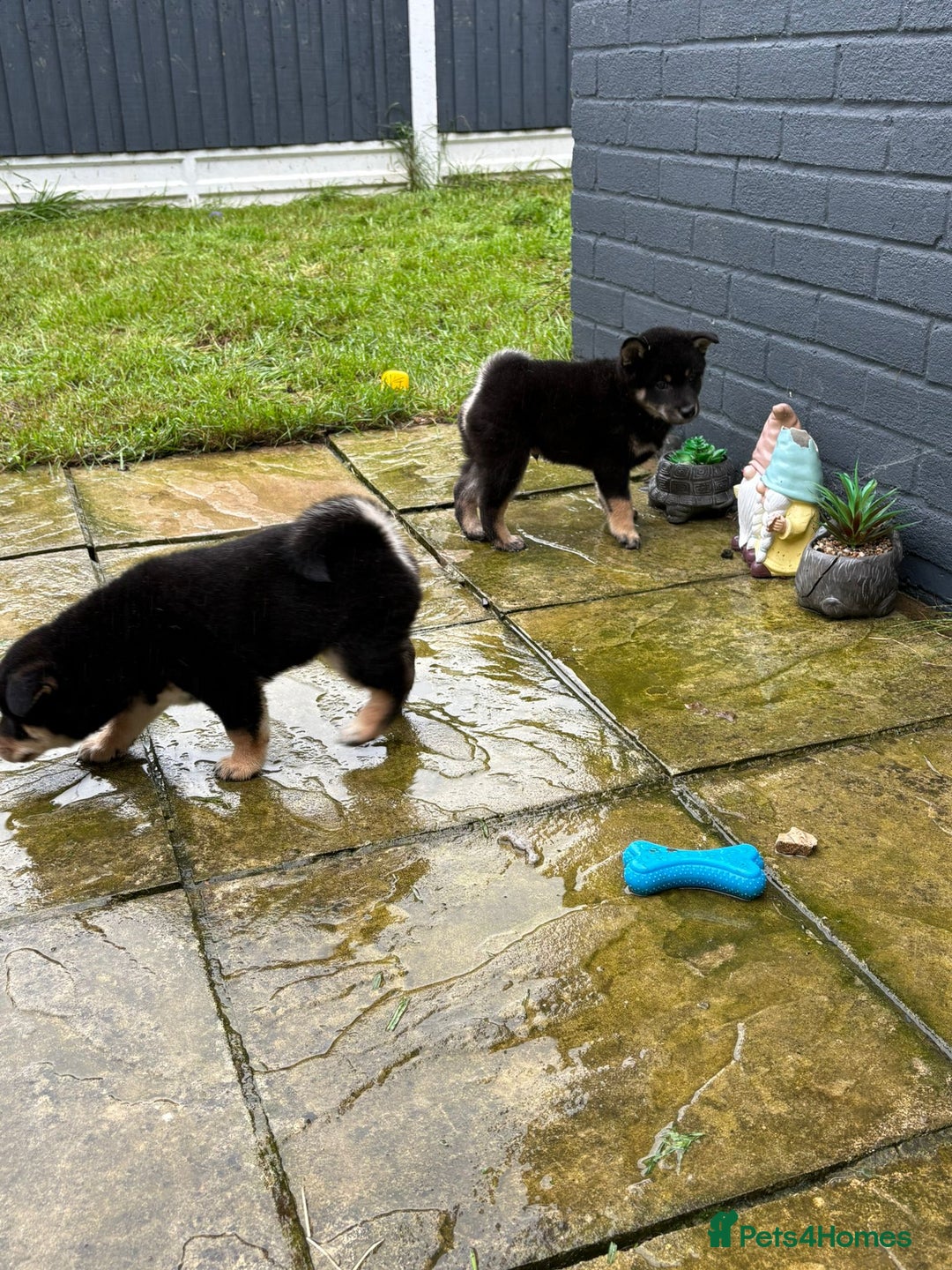 Japanese Shiba Inu dogs for sale: Multi champion Japanese Shiba Inu’s - Image 8