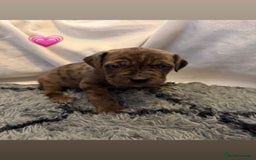 Cane Corso dogs for sale: Cane Corso puppies - Image 4