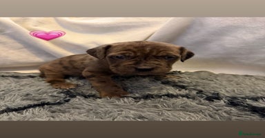 Cane Corso dogs - Advert 6