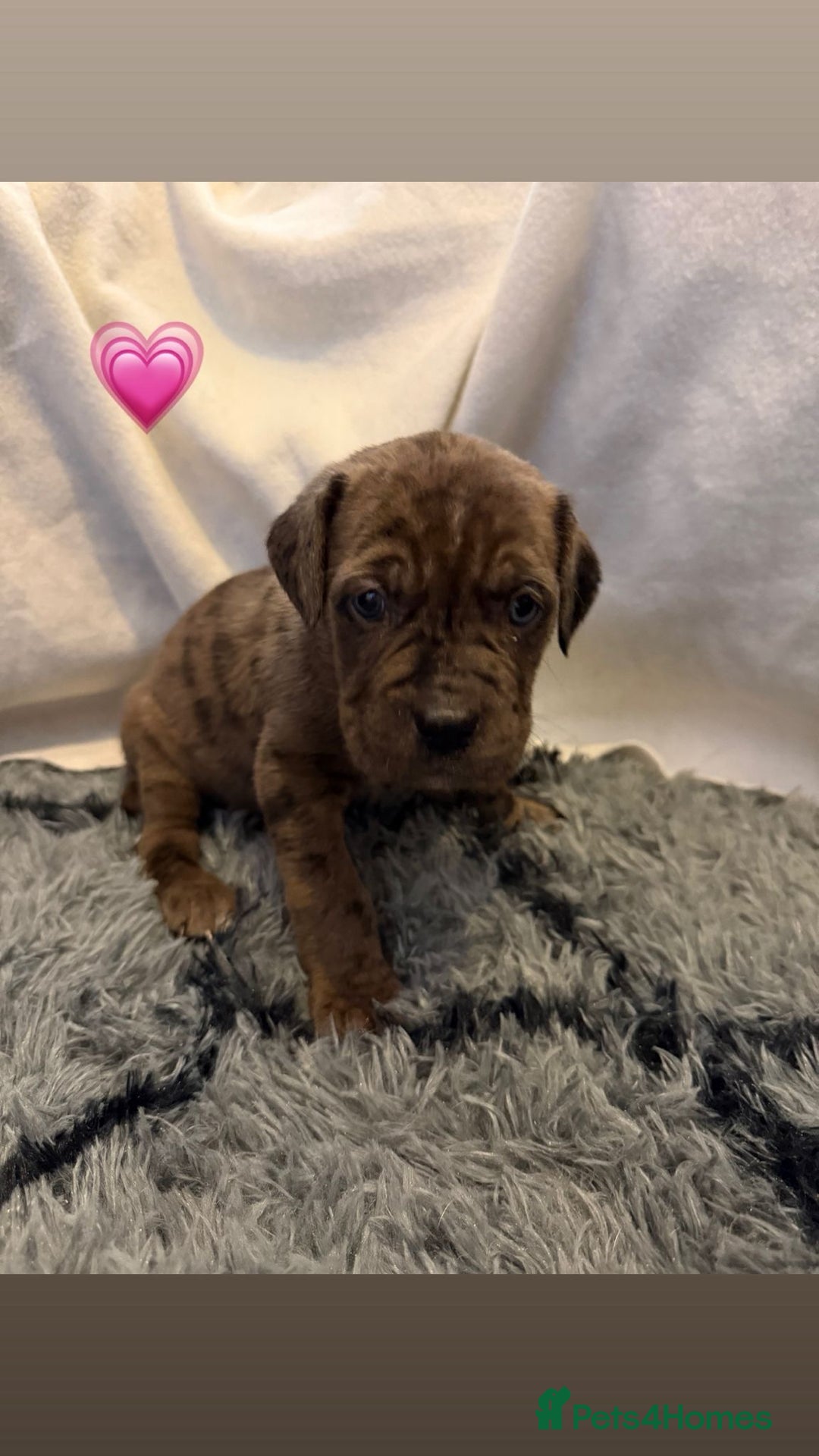 Cane Corso dogs for sale: Cane Corso puppies - Image 4