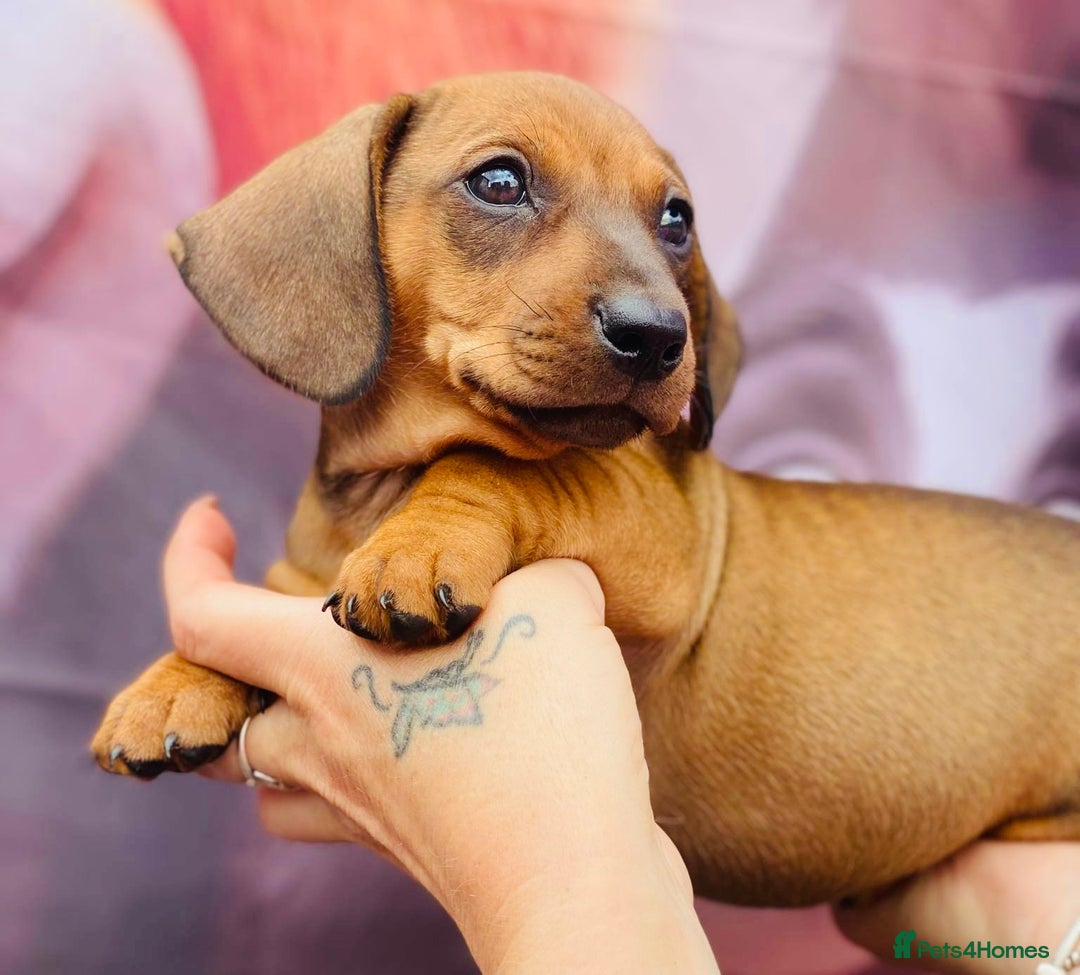 Miniature Dachshund dogs for sale: Two stunning brothers  - Image 4