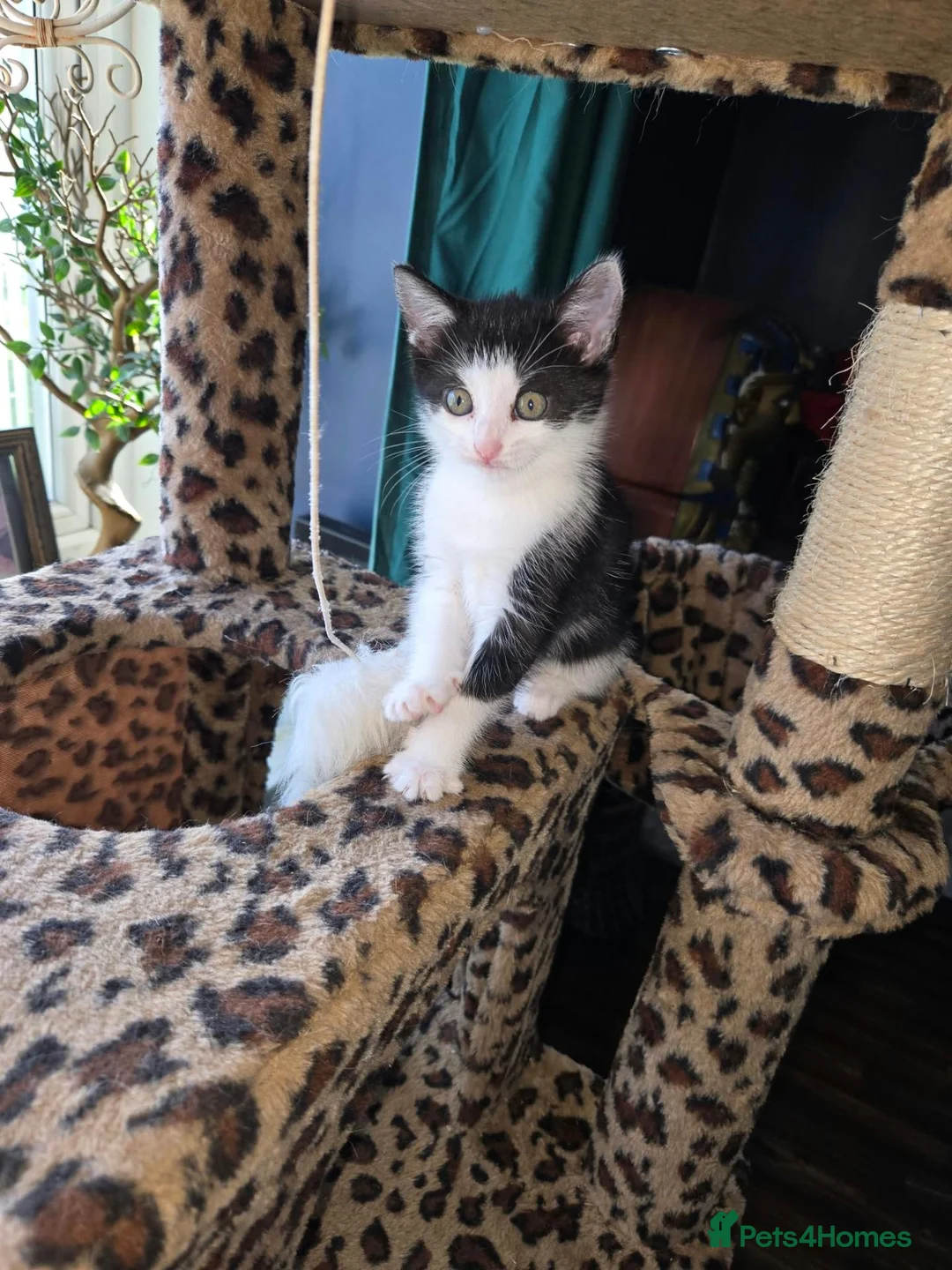 Mixed Breed cats for sale: Kittens looking for furever home - Advert 2