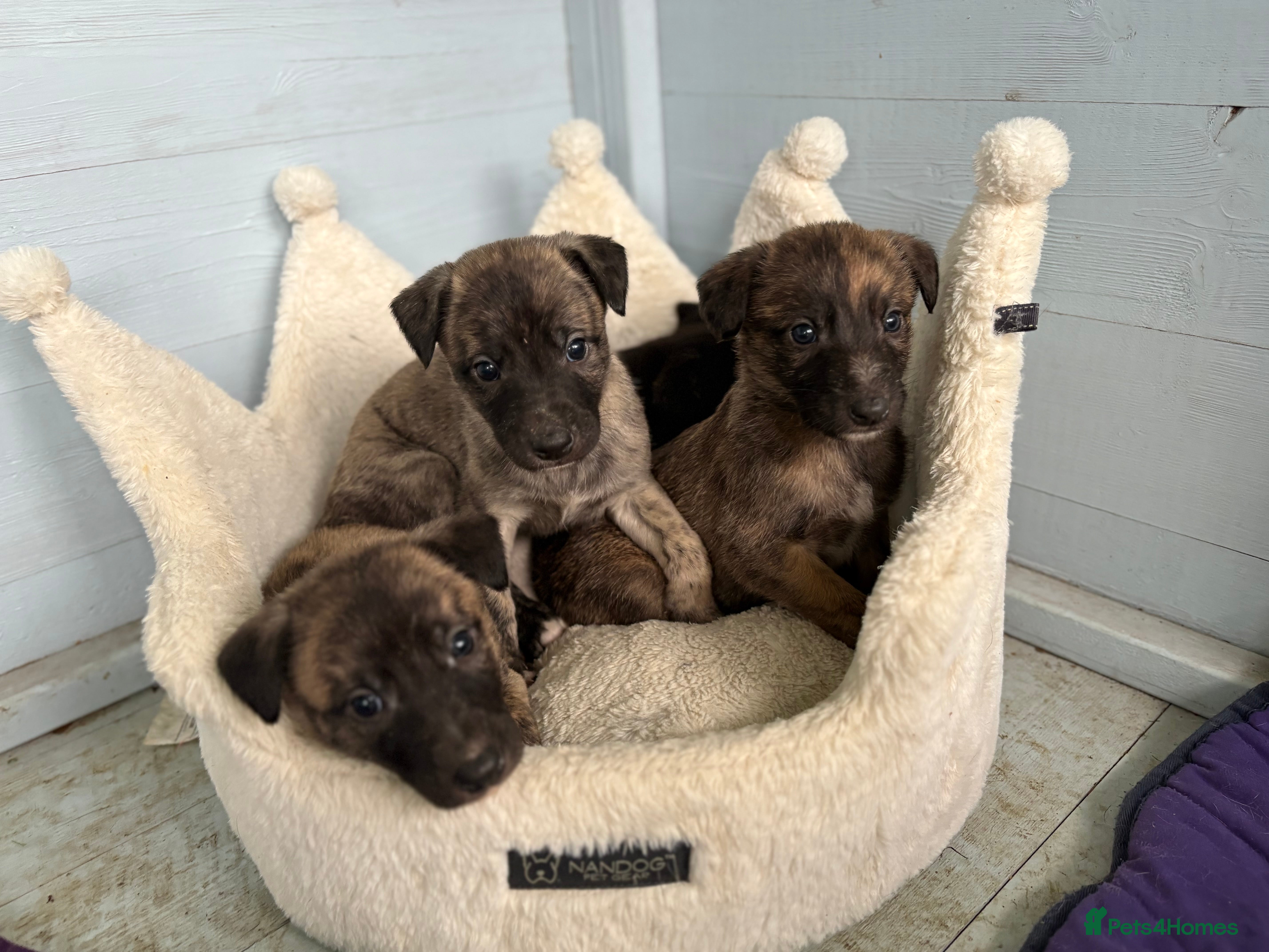 Lurcher dogs Lurcher Pups - 4 x boys - Advert 1
