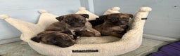 Lurcher dogs for sale: Lurcher Pups - 4 x boys - Advert 1