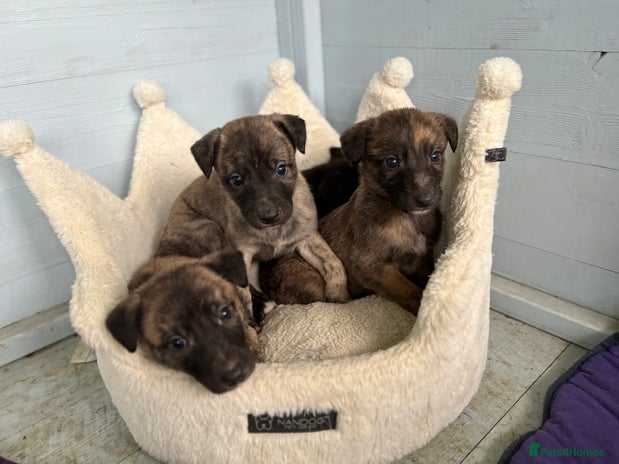 Lurcher dogs Lurcher Pups - 4 x boys - Advert 3
